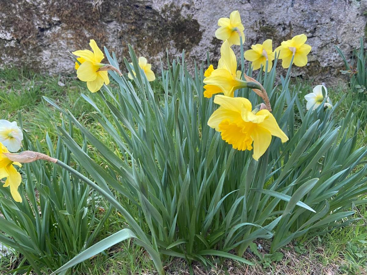 Daffodil Lodge Σλίγκο Εξωτερικό φωτογραφία
